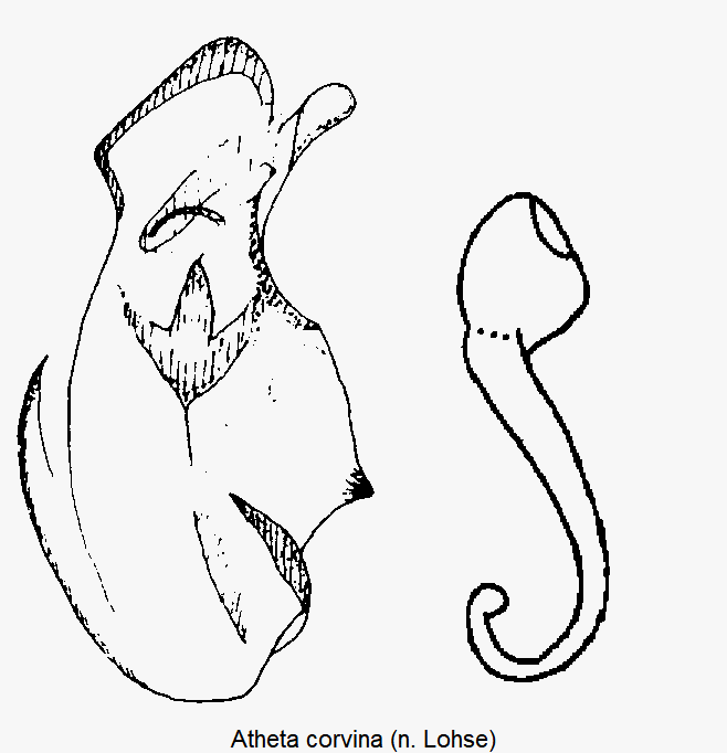 atheta_corvina.gif