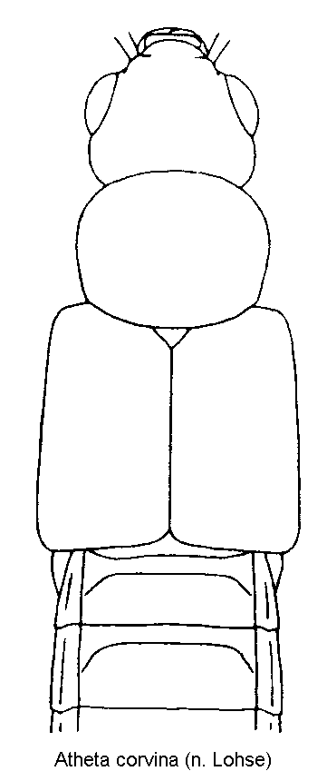 atheta_corvina_vk.gif