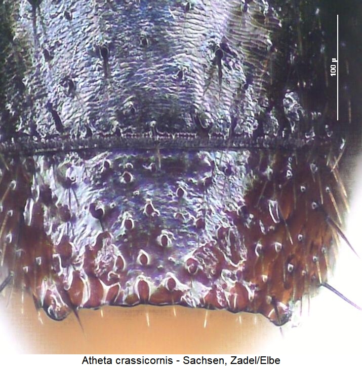 atheta_crassicornis_ter.jpg