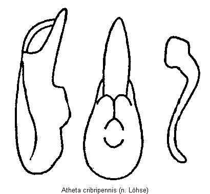 atheta_cribripennis.gif