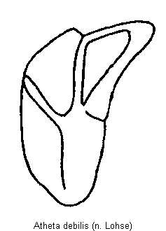 atheta_debilis.gif
