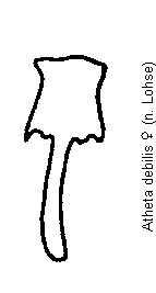 atheta_debilis_vp.gif