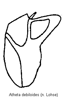 atheta_debiloides.gif
