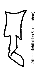atheta_debiloides_vp.gif