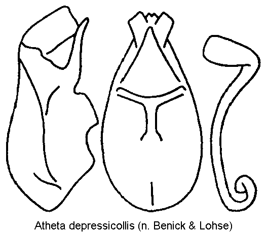 atheta_depressicollis.gif