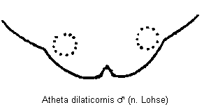 atheta_dilaticornis_tergit.gif