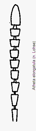 atheta_elongatula_f.gif