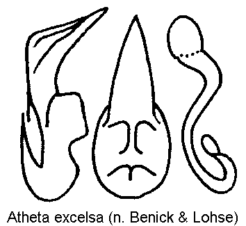 atheta_excelsa.gif