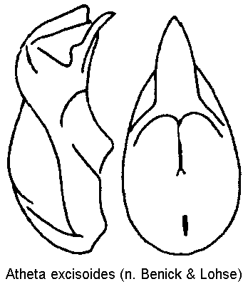 atheta_excisoides.gif