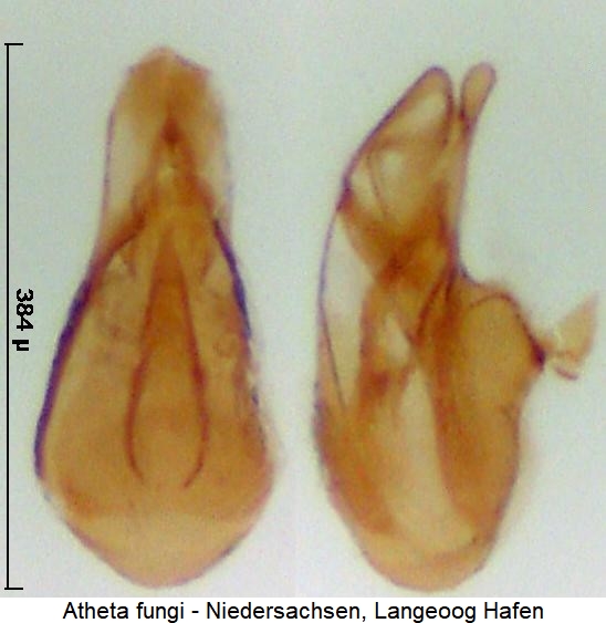 atheta_fungi0.jpg