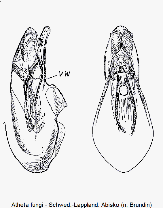 atheta_fungi2.gif