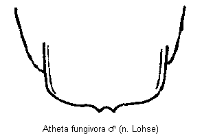 atheta_fungivora_tergit.gif