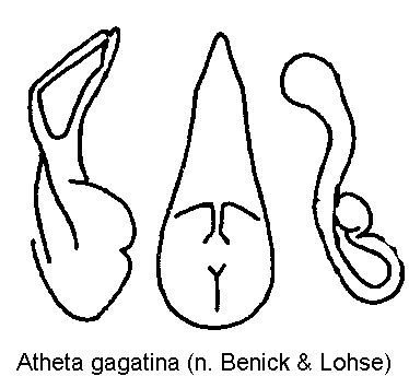 atheta_gagatina.gif
