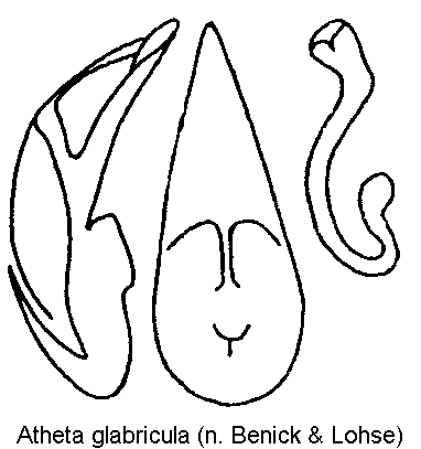 atheta_glabricula.gif