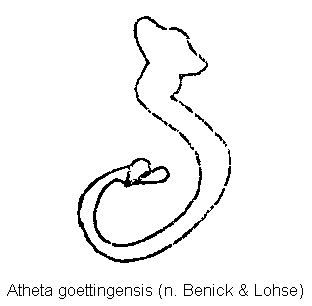 atheta_goettingensis_sperm.gif