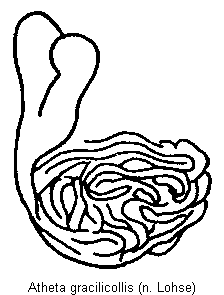 atheta_gracilicollis_sperm.gif
