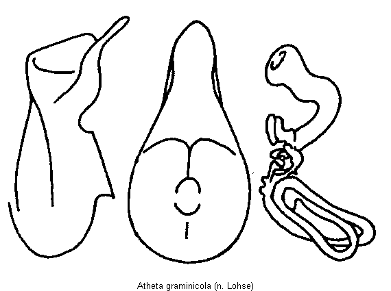 atheta_graminicola.gif