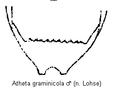 atheta_graminicola_ter.gif