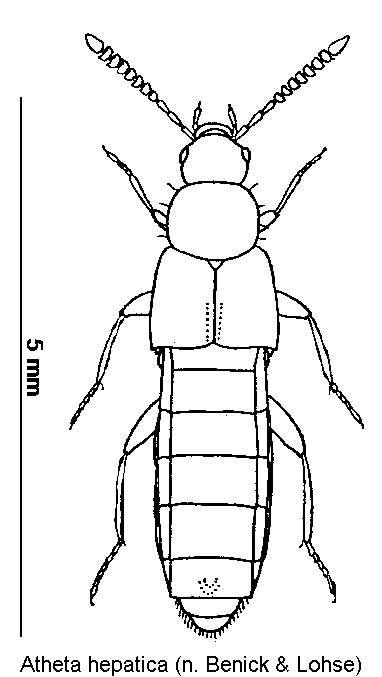 atheta_hepatica_hab.gif