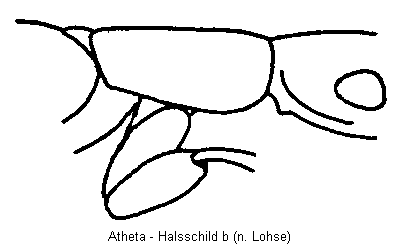 atheta_hschb.gif