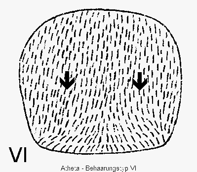 atheta_htypvi.gif