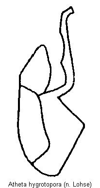 atheta_hygrotopora.gif
