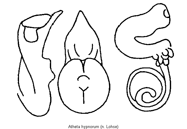 atheta_hypnorum.gif