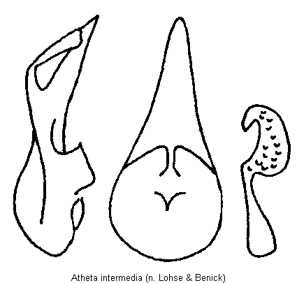 atheta_intermedia.gif