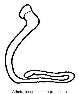 atheta_lineatocaudata_sperm.gif