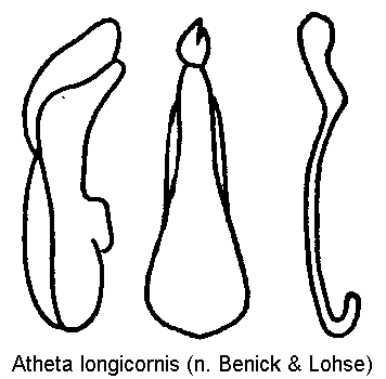 atheta_longicornis.gif