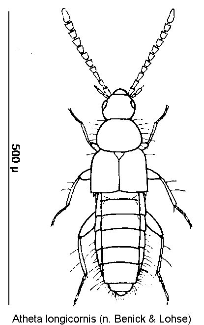 atheta_longicornis_hab.gif