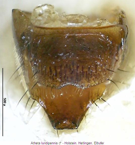 atheta_luridipennis_hlb.jpg
