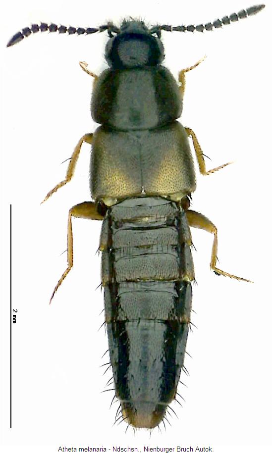 atheta_melanaria.jpg