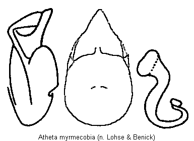 atheta_myrmecobia.gif