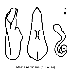 atheta_negligens.gif