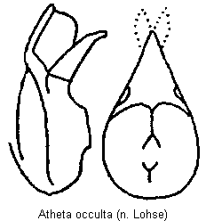 atheta_occulta.gif