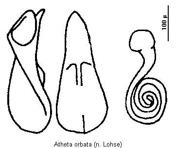 atheta_orbata.gif