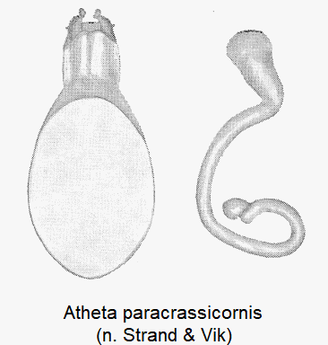 atheta_paracrassicornis-1.gif