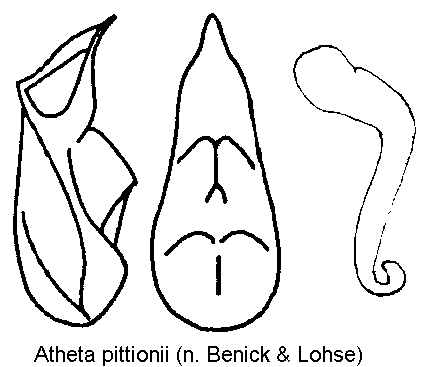 atheta_pittionii.gif