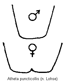 atheta_puncticollis_sternit.gif