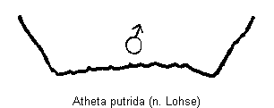 atheta_putrida_tergit.gif
