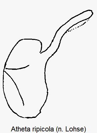 atheta_ripicola.gif
