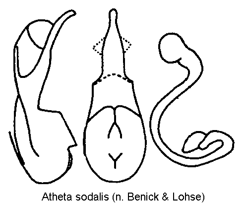 atheta_sodalis.gif