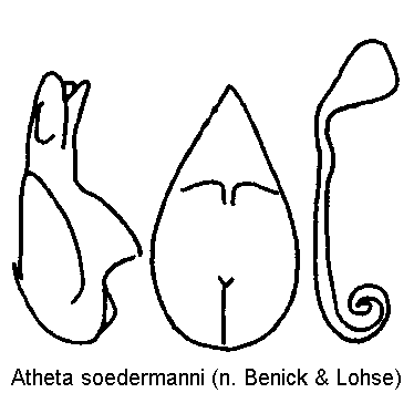 atheta_soedermanni.gif