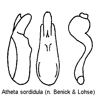 atheta_sordidula.gif