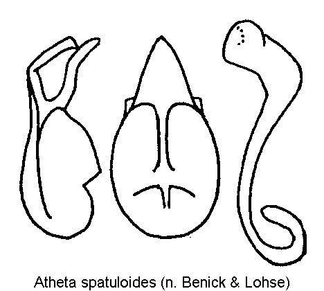 atheta_spatuloides.gif