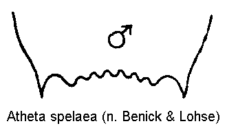atheta_spelaea_ter.gif
