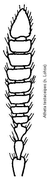 atheta_testaceipes_f.gif