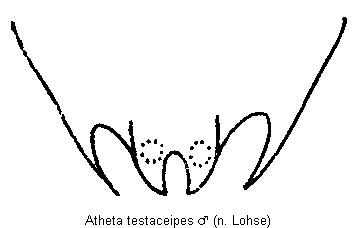 atheta_testaceipes_tergit.gif