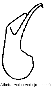 atheta_tmolosensis.gif
